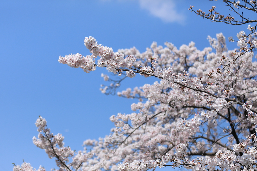 桜
