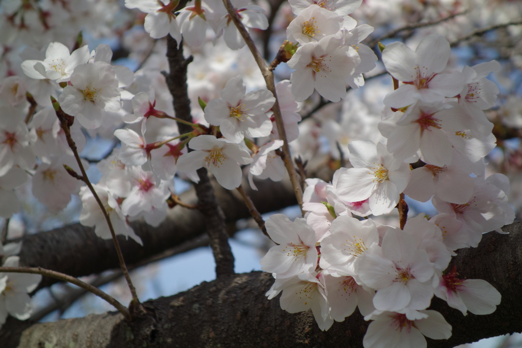 桜