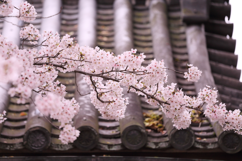 道明寺天満宮の桜