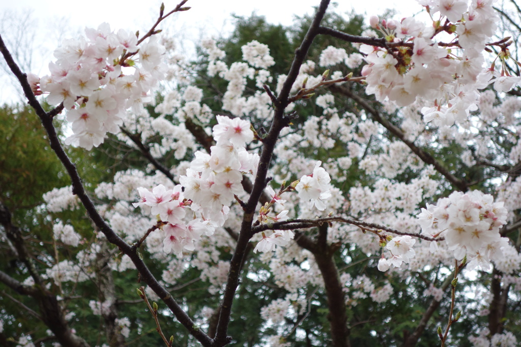 桜