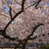 道明寺天満宮の桜