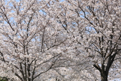 石川河川公園の桜