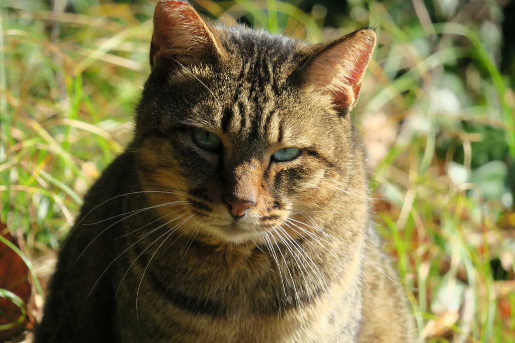 山田池公園の猫