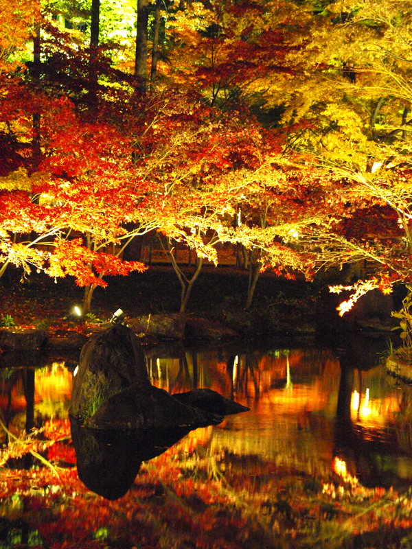 本土寺紅葉