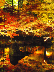 本土寺紅葉