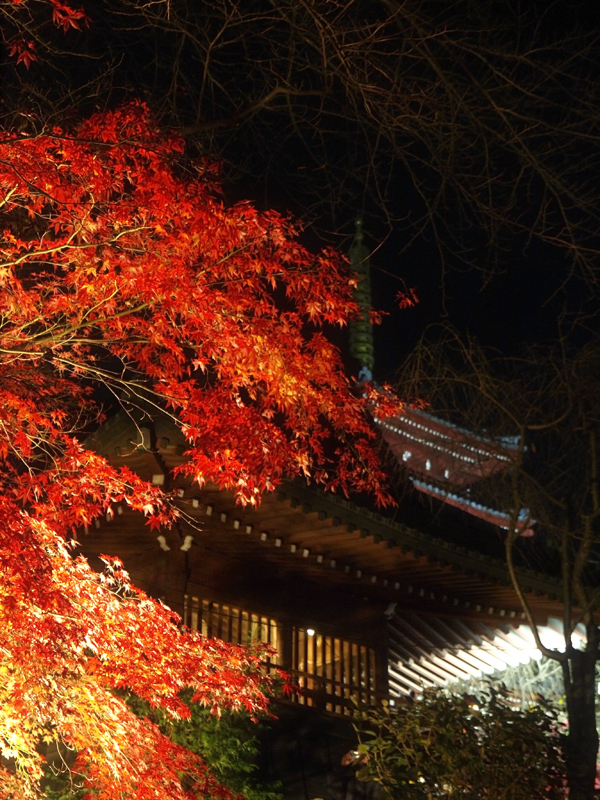 本土寺紅葉