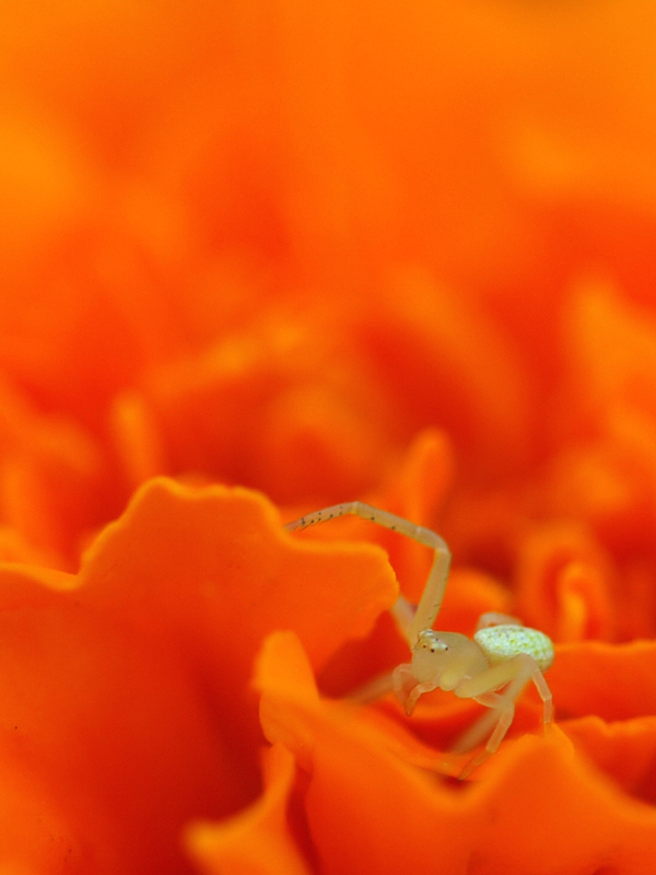 Spider