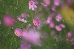 秋桜