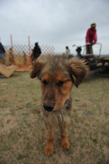 モンゴルの新米牧羊犬　　