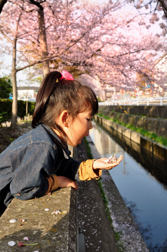 花びら2