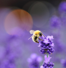 蜂