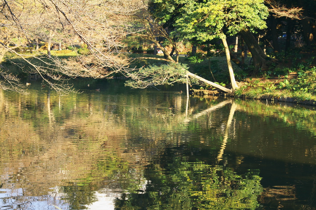 小石川後楽園090117　V