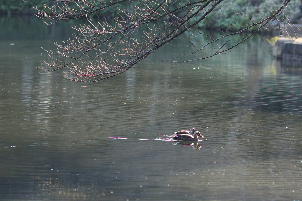 小石川後楽園