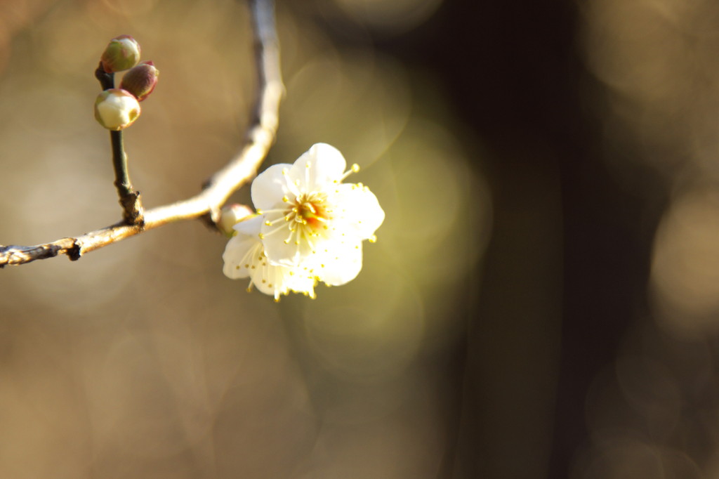 小石川後楽園090117　II