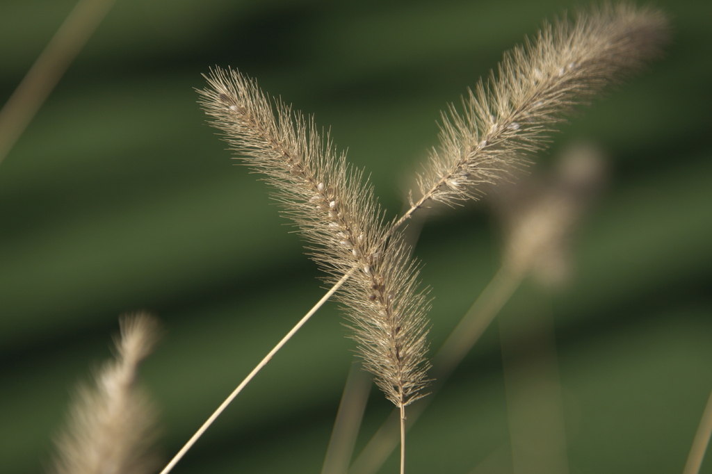 24-105mm F4L IS 試し撮り