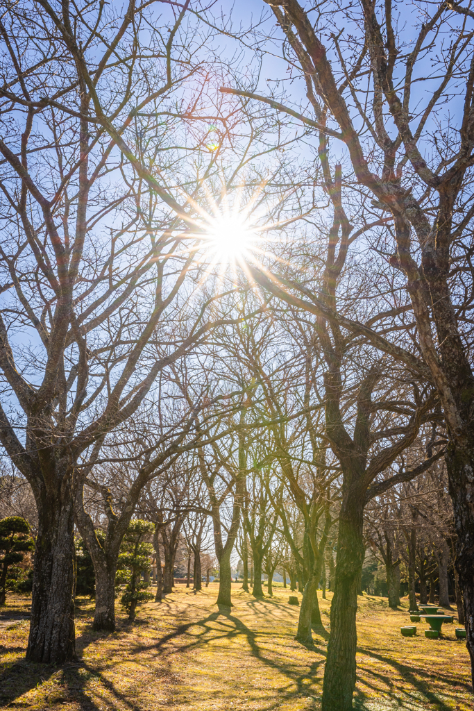 冬の公園