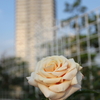 明海の白バラ