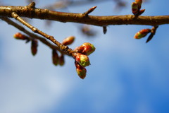 芽吹き