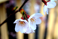 ひとひらの桜