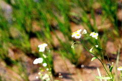 田んぼに咲く花