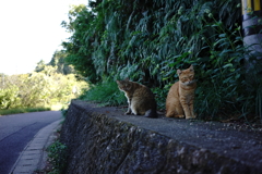 2匹の猫