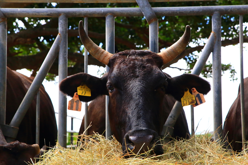 cow