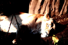 sleeping