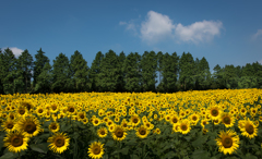 夏バテ知らず