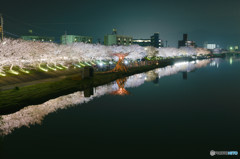 川桜