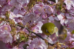 俺の蜜！！