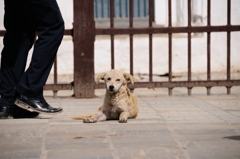 何かを待つ犬