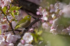 春の舞