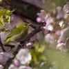 春の舞