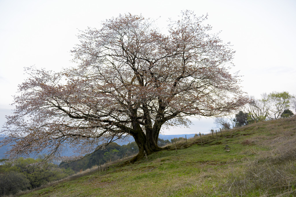 一本桜