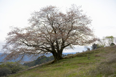一本桜