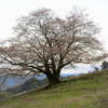 一本桜