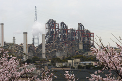 萌え桜