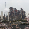 萌え桜
