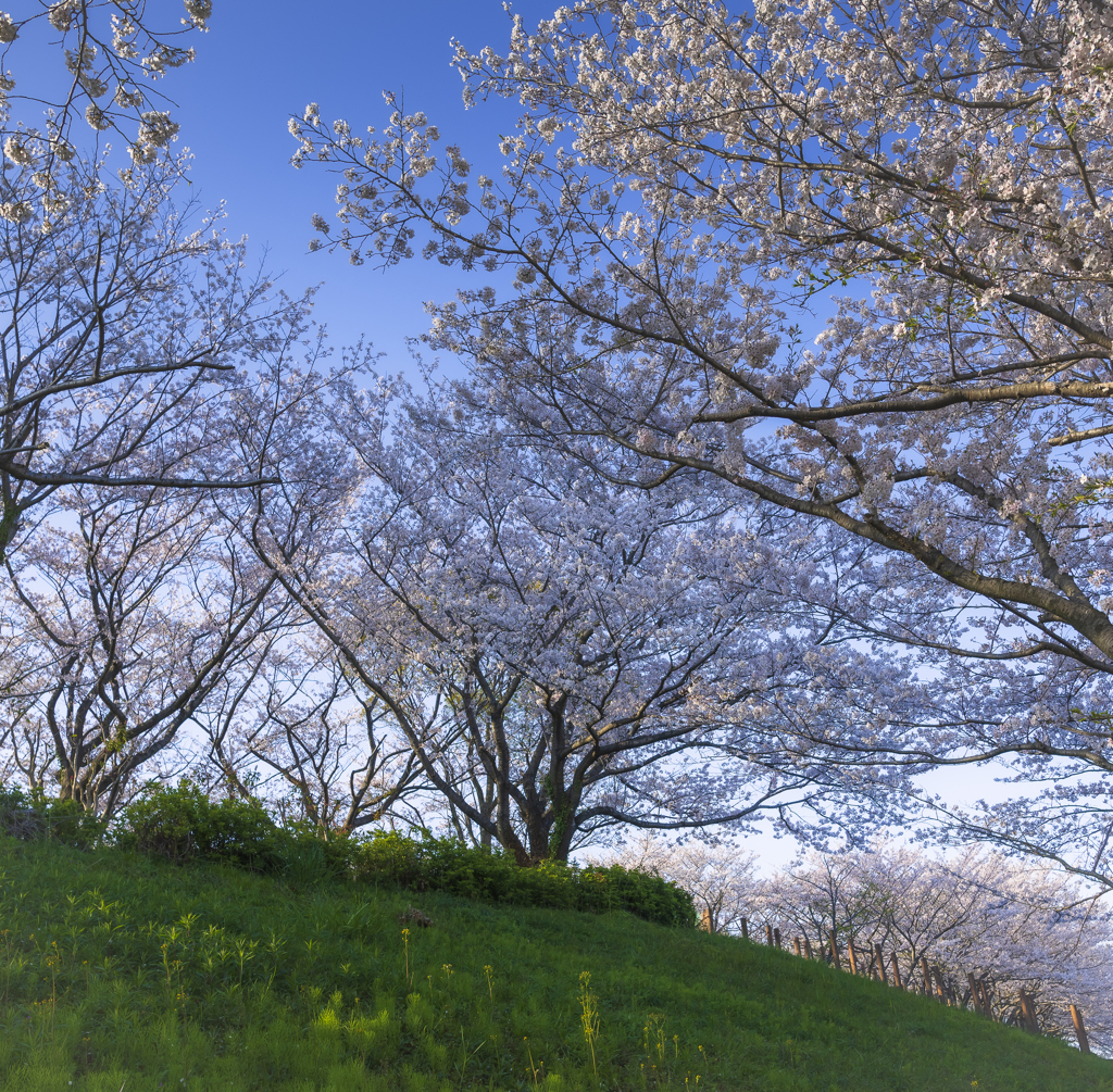 桜2020