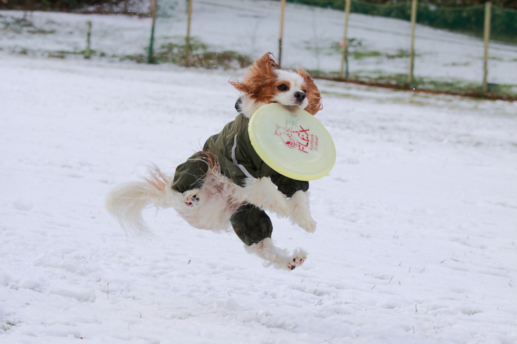 雪中ディスク♪