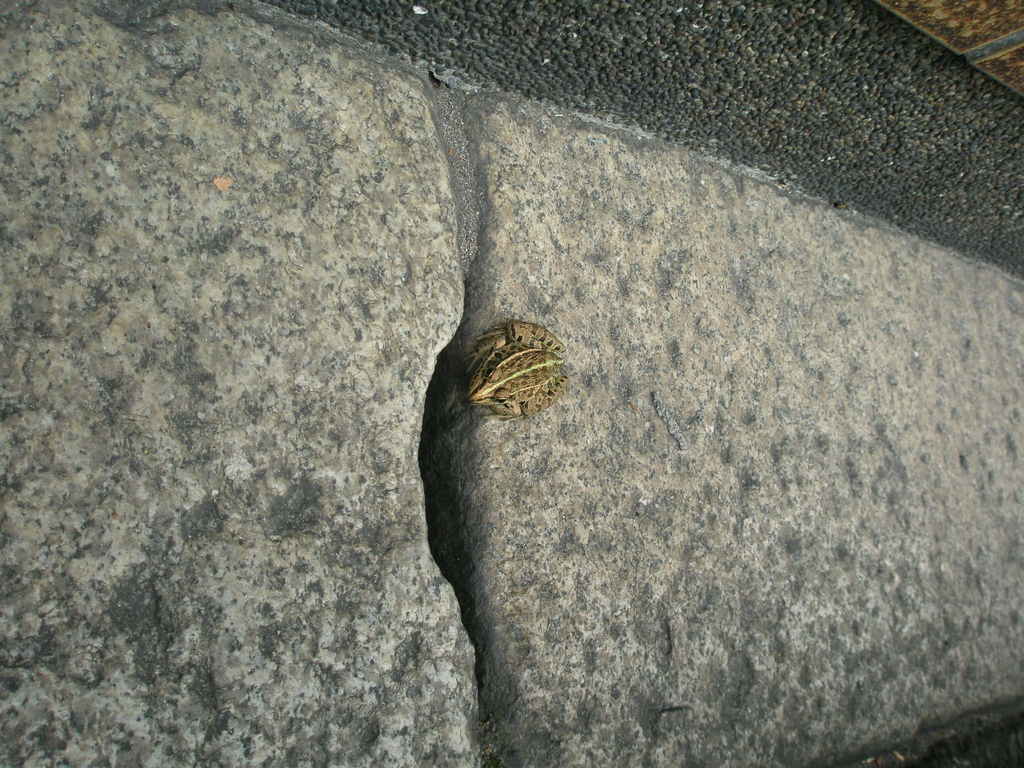 見つかっちまった
