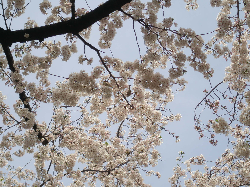 sparrow eats cherry blossom