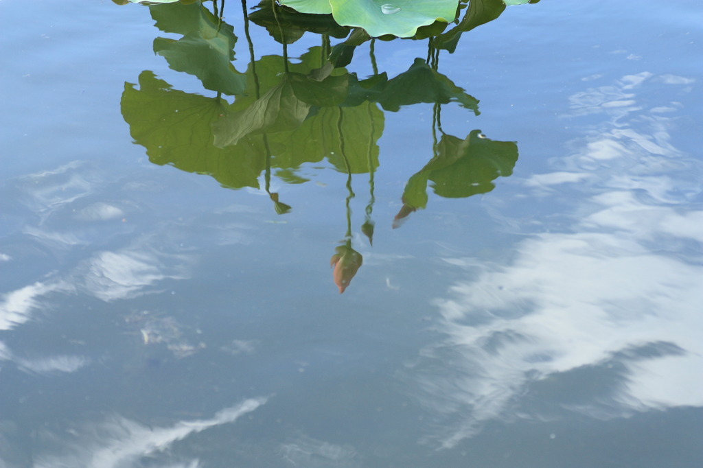 空に咲く
