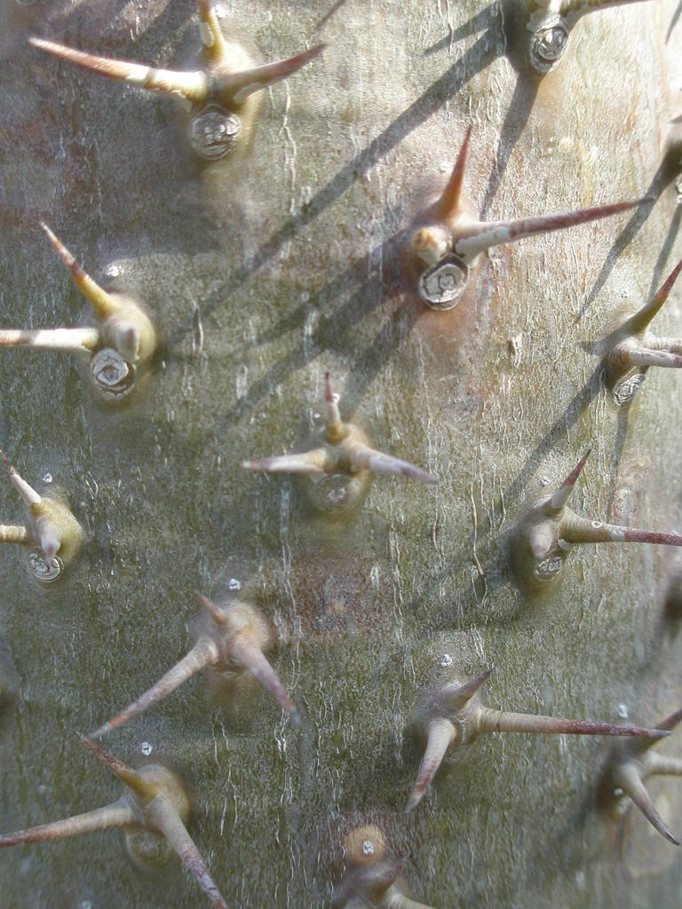dancing needle