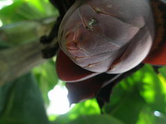 BANANA!!の花