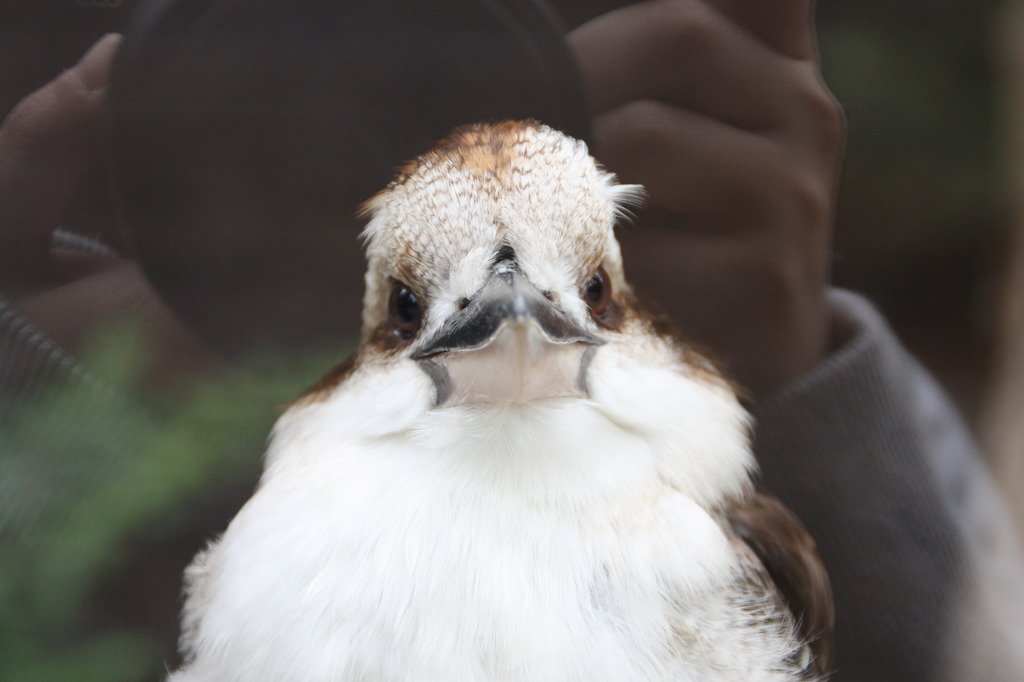 ワライカワセミかわいすぎる