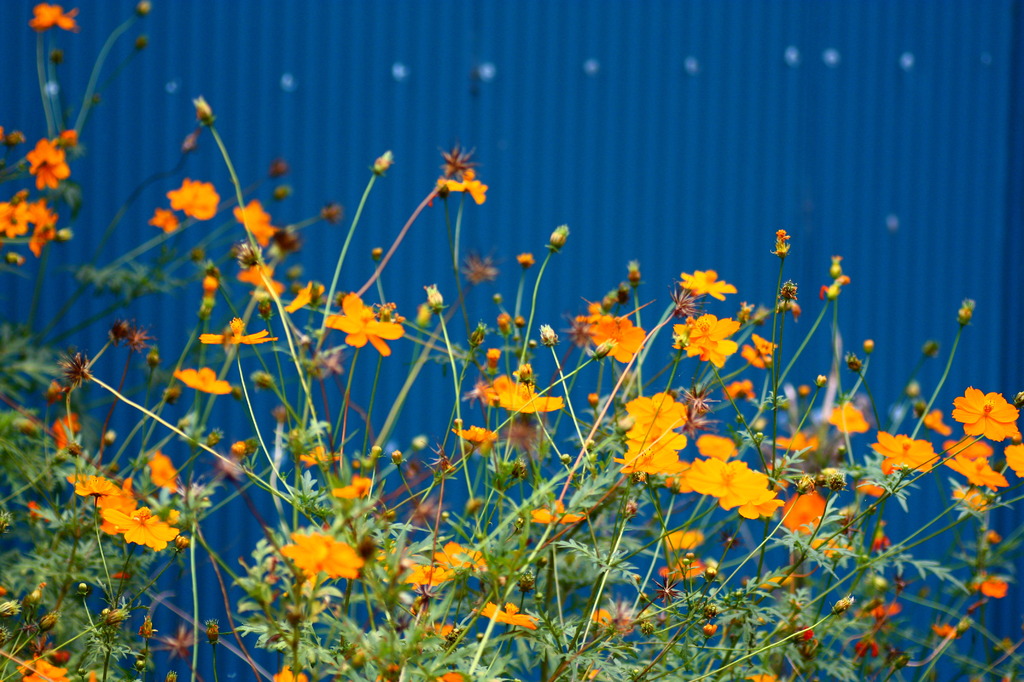 yellow & blue