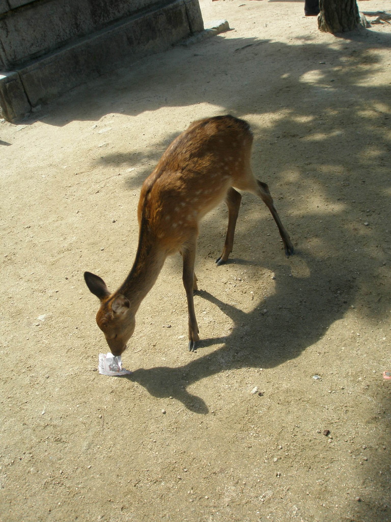紙うめー