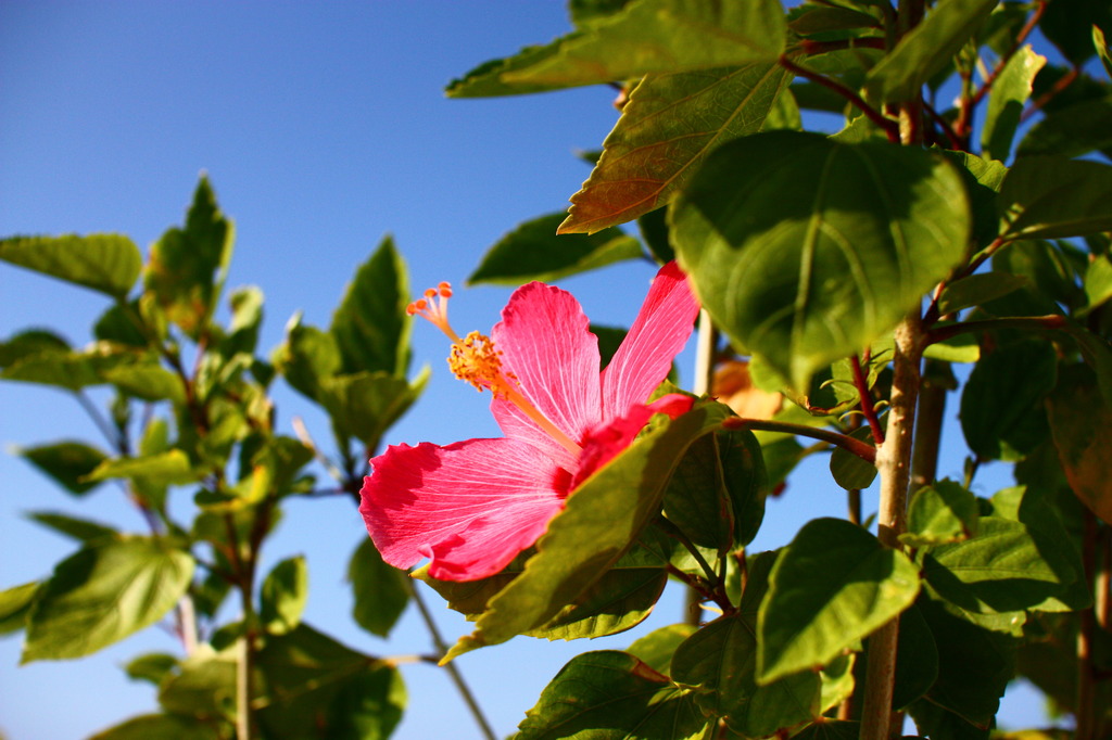 南国の花と空