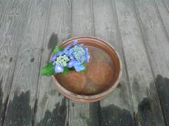 鎌倉紫陽花